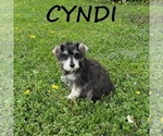 Small #2 Schnoodle (Miniature)