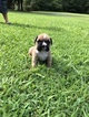 Small Photo #1 Boxer-Valley Bulldog Mix Puppy For Sale in BEAR CREEK, NC, USA