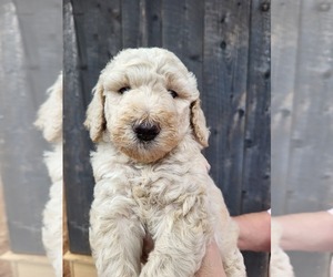 Poodle (Standard) Puppy for Sale in CANTON, Georgia USA