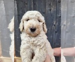 Small Poodle (Standard)