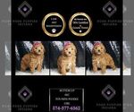 Puppy Buttercup AKC Poodle (Miniature)