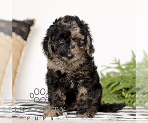 Goldendoodle (Miniature) Puppy for sale in LITITZ, PA, USA