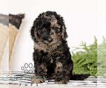 Small Goldendoodle (Miniature)