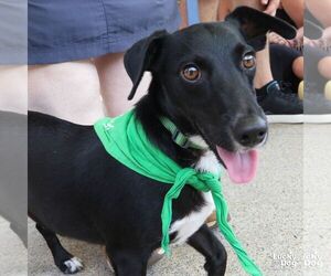 Mutt Dogs for adoption in Washington, DC, USA