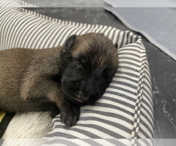 Medium Photo #269 Belgian Malinois Puppy For Sale in REESEVILLE, WI, USA
