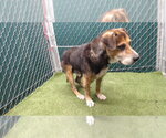 Small Beagle Mix