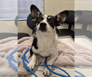 Rat Terrier-Unknown Mix Dogs for adoption in Lodi, CA, USA