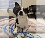 Small Rat Terrier Mix