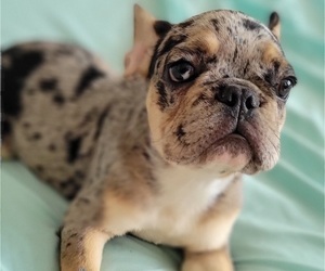 French Bulldog Puppy for sale in TAMPA, FL, USA