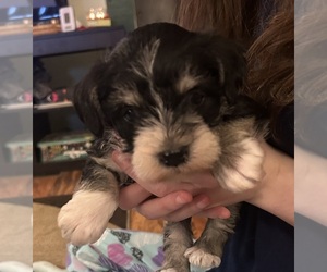 French Bulldog Puppy for sale in BOYLESTON, IN, USA