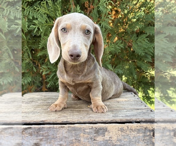 Medium Photo #1 Dachshund Puppy For Sale in MIDDLEBURY, IN, USA