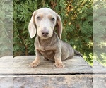 Boone - Male Dachshund Puppy for Sale - Small photo