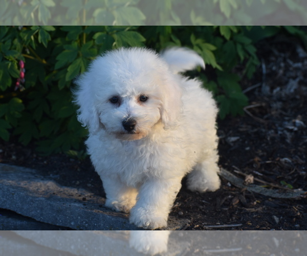 Medium Photo #1 Bichon Frise Puppy For Sale in ELDORADO, OH, USA