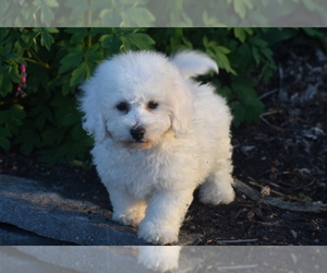 Bichon Frise Puppy for sale in ELDORADO, OH, USA
