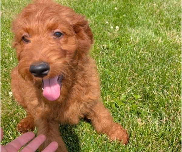 Medium Photo #78 Irish Doodle Puppy For Sale in GOSHEN, IN, USA