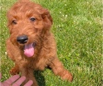 Puppy Victoria Irish Doodle