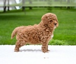 Small #3 Goldendoodle (Miniature)