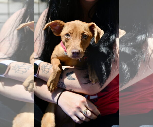 Medium Photo #2 Miniature Pinscher-Unknown Mix Puppy For Sale in Wakefield, RI, USA