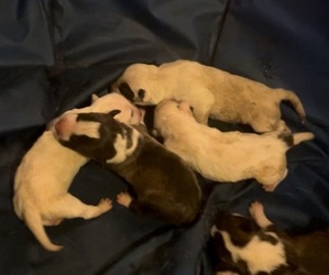 Bull Terrier Puppy for sale in DELAND, FL, USA