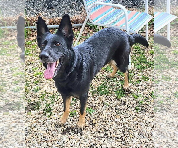 Medium Photo #2 German Shepherd Dog Puppy For Sale in Manahawkin, NJ, USA