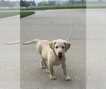 Oakley - Female Labrador Retriever Puppy for Sale - Photo #17