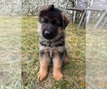 Puppy Puppy 3 German Shepherd Dog