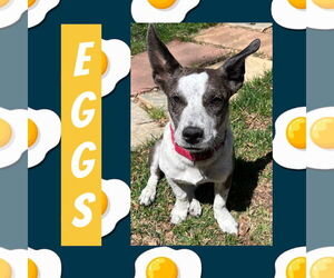 Pembroke Welsh Corgi-Unknown Mix Dogs for adoption in Littleton, CO, USA