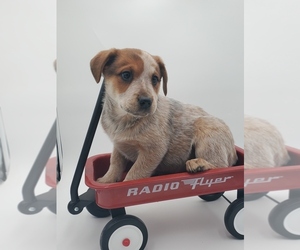Australian Cattle Dog Puppy for sale in GOSHEN, IN, USA