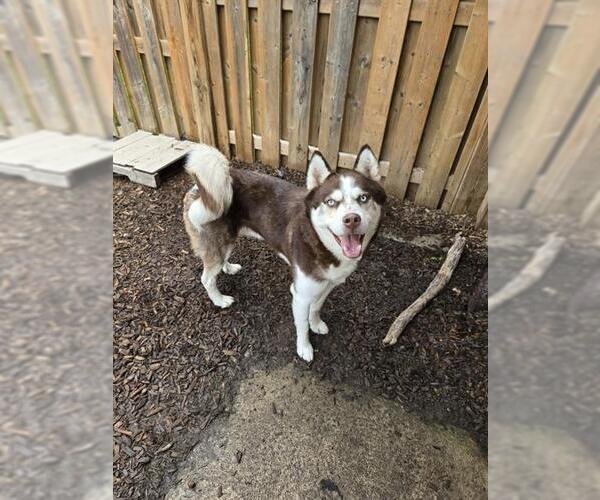 Medium Photo #1 Siberian Husky Puppy For Sale in London, Ontario, Canada