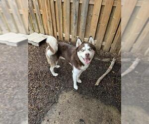 Siberian Husky Dogs for adoption in London, Ontario, Canada