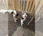Small Siberian Husky