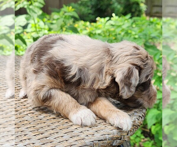 Medium Photo #10 F2 Aussiedoodle Puppy For Sale in COLUMBIA, TN, USA