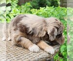 Small #9 F2 Aussiedoodle