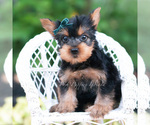 Small Photo #81 Yorkshire Terrier Puppy For Sale in WARSAW, IN, USA