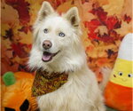 LUMI - Female Siberian Husky Dog for Adoption - Small photo