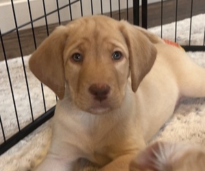 Labrador Retriever Puppy for sale in VANCOUVER, WA, USA