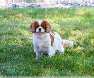Mother of the Cavapoo (Miniature) puppies born on 08/24/2026