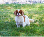 Small Photo #1 Cavapoo (Miniature) Puppy For Sale in SYRACUSE, IN, USA