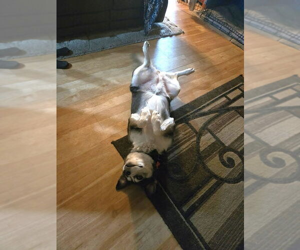 Medium Photo #24 Siberian Husky-Unknown Mix Puppy For Sale in Lake Forest, CA, USA