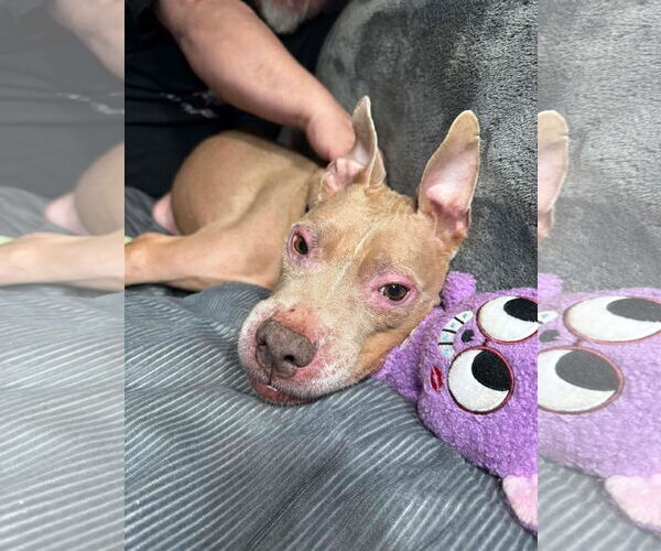 Medium Photo #1 American Pit Bull Terrier-Unknown Mix Puppy For Sale in Germantown, OH, USA