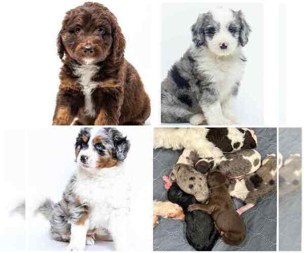 Medium Photo #18 Aussiedoodle Miniature  Puppy For Sale in ROCK HILL, SC, USA