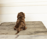 Small #4 Dachshund