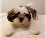 Small Photo #12 Shih Tzu Puppy For Sale in BEVIS, OH, USA