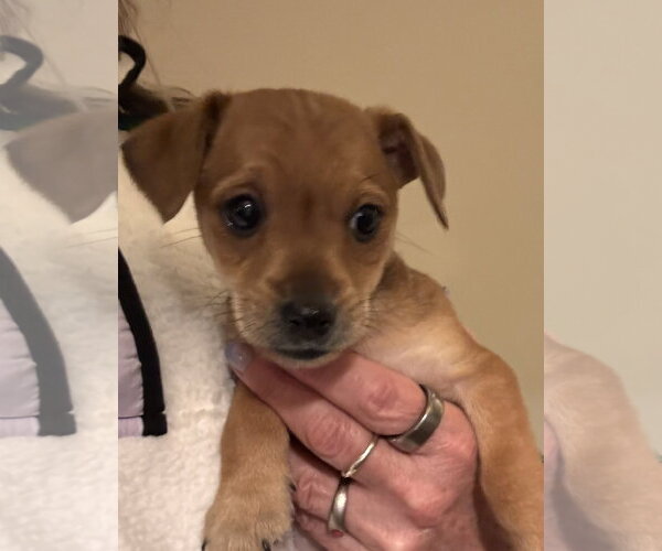 Medium Photo #3 Chihuahua-Unknown Mix Puppy For Sale in Pottstown, PA, USA