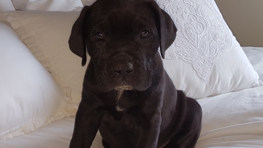 Medium Photo #1 America Bandogge Mastiff Puppy For Sale in SAINT FRANCIS, MN, USA