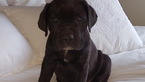 Small Photo #1 America Bandogge Mastiff Puppy For Sale in SAINT FRANCIS, MN, USA