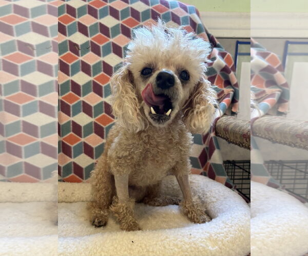 Medium Photo #3 Poodle (Miniature) Puppy For Sale in Pacolet, SC, USA