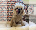 Small #2 Poodle (Miniature)
