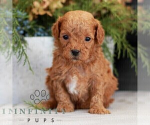 Cavapoo (Miniature) Puppy for sale in NARVON, PA, USA