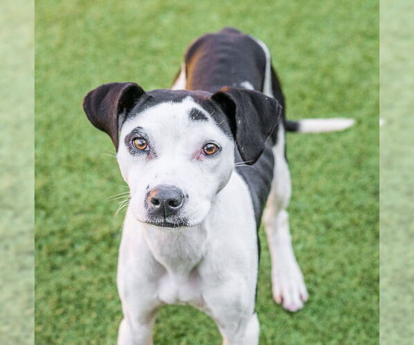 Medium Photo #1 Mutt Puppy For Sale in Hilton Head, SC, USA